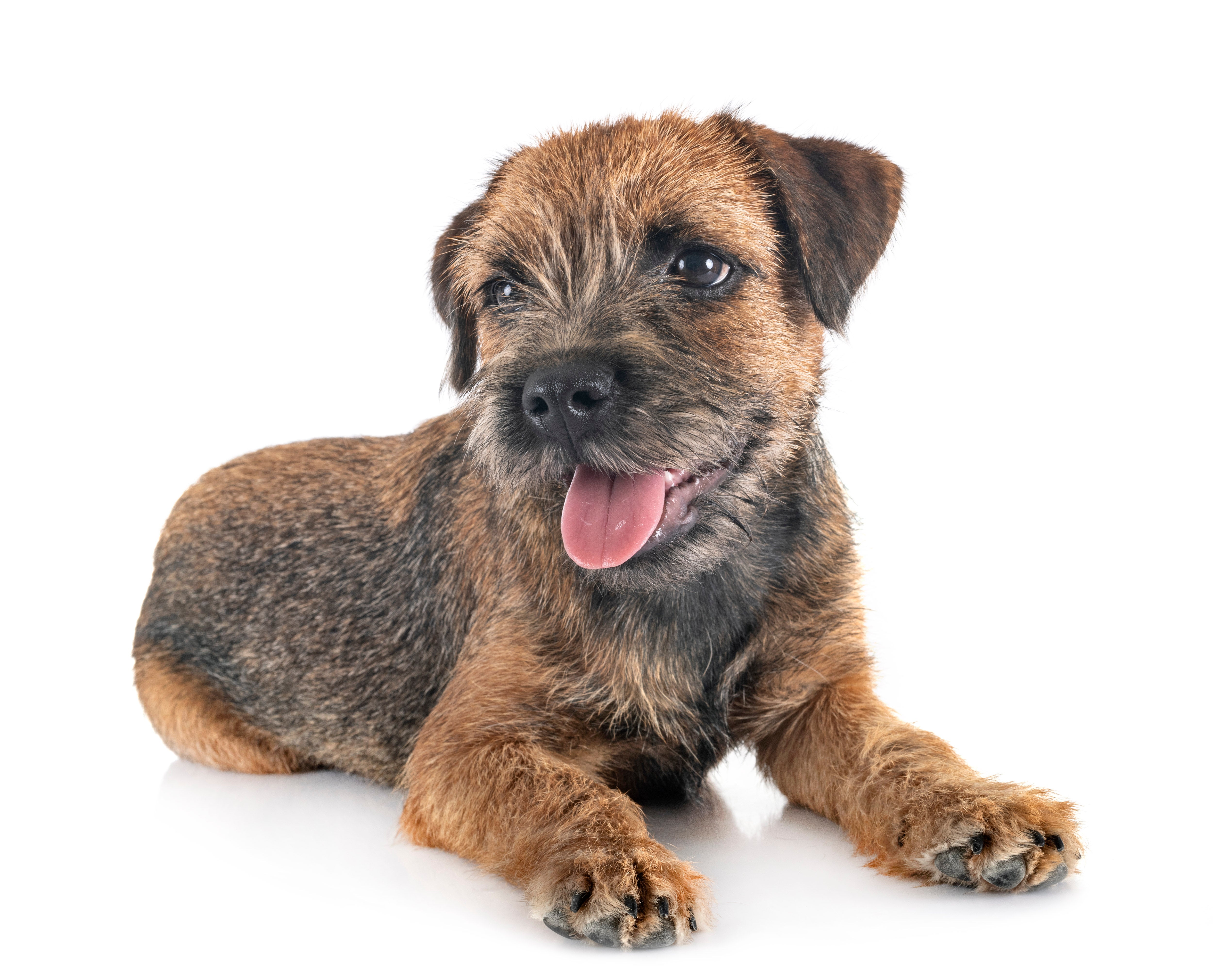 Border Terrier Dog Breed Adoption Information Petfinder